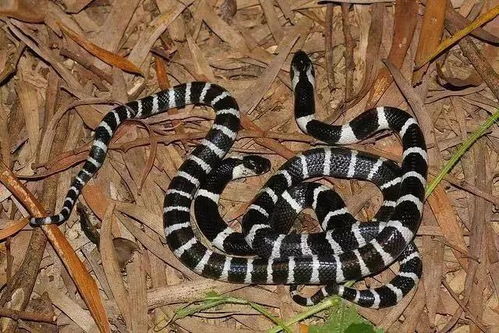 2026年蛇宝宝出生月份分布明细，最晚出生的月份是哪几个月？