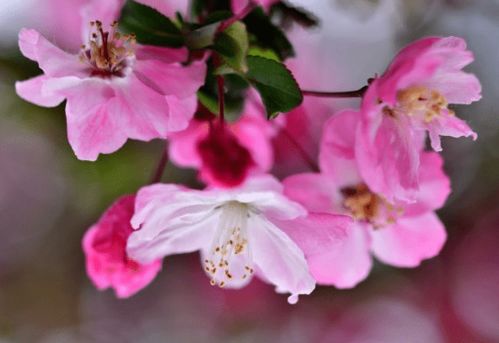 桃花旺年属什么生肖？玉洞桃花万树春打一生肖是什么生肖的意思？