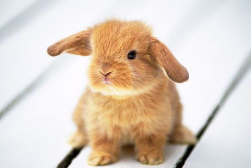 属兔人未来7天财运方位及2026年最强助学业物件是什么？