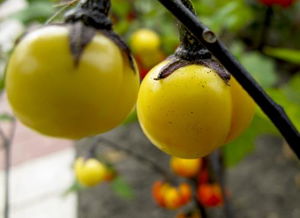 瓜熟蒂落指的是哪个生肖？这个成语的意思是什么？