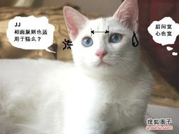 猫的面相凶猛吗？它的十大弱点有哪些？