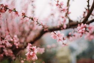 2.2 红绳：简单易行的祈福之选