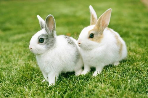 2026年属兔人有哪些吉日适合开门和躲春？