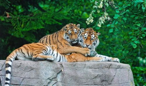 2010年出生属虎的人2026年的财运如何，特别是女性属虎的财运状况是怎样的？