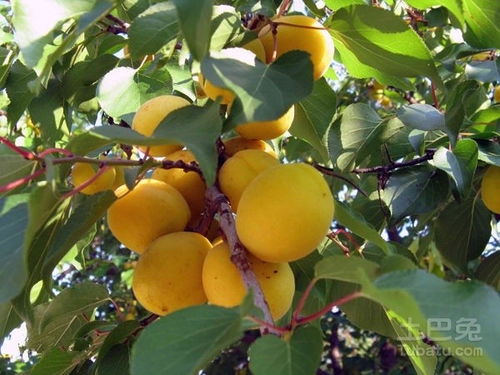 门口种杏树对风水有影响吗？