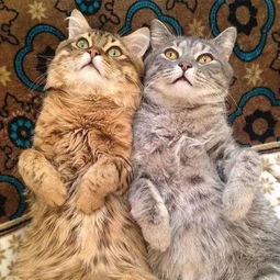 三、 社会文化含义分析