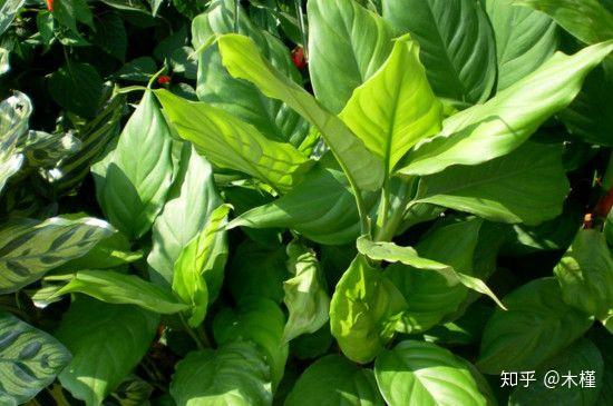 万年青照壁放在大门前，如何调整风水旺家宅？