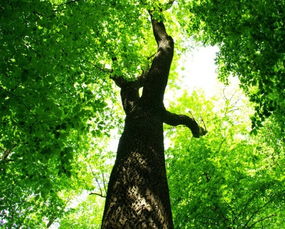 三、 树木与周围生态环境的互动机制