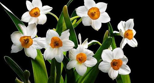 家里摆放哪种花卉有利于风水？