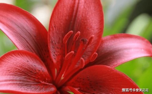 哪个生肖的女人命运最好？