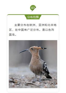 三、 颧骨塌陷之人：情感淡漠与事业不专的综合诊断