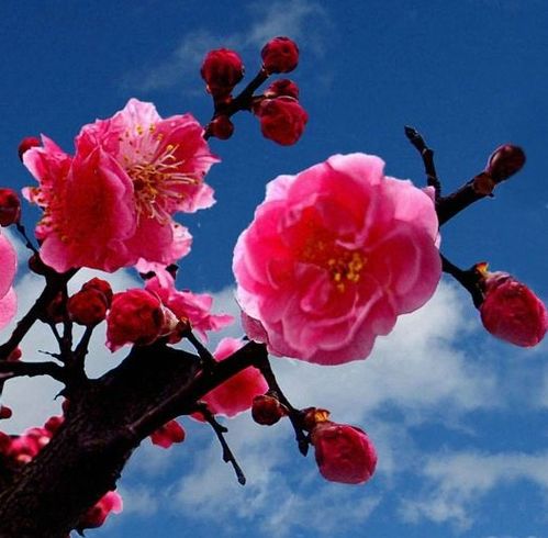 1天后哪些生肖的桃花运将旺，事业如虹，桃花运势节节攀升呢？