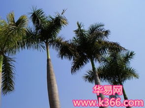 孕妇梦见大松树：这玩意儿到底啥意思？