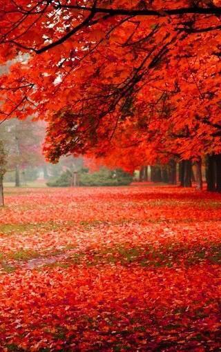 湖南岳麓山：文化+枫叶=双重炸弹