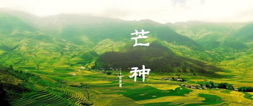 华北主产区的机械化抢收