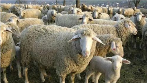 2026年出生属羊的人，他们的感情婚姻在2026年会面临哪些挑战，有哪些婚姻建议？