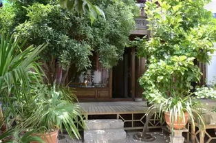 庭院风水上，种植藤蔓植物是否适宜呢？