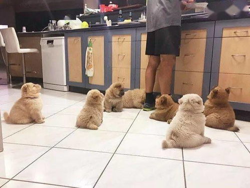 大户人家养狗是否违背风水学原则？