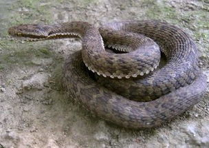 蛇在家门口蜕皮是吉是凶？蛇爬家门口有何预兆？