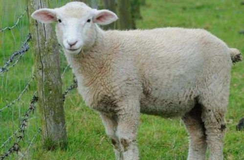 属羊的人家里养什么花既能旺财运又对身体有益？