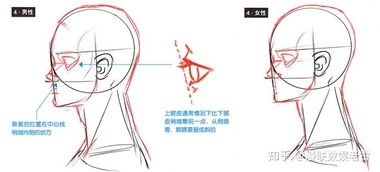 耳廓轮廓与智寿双维度之阐释