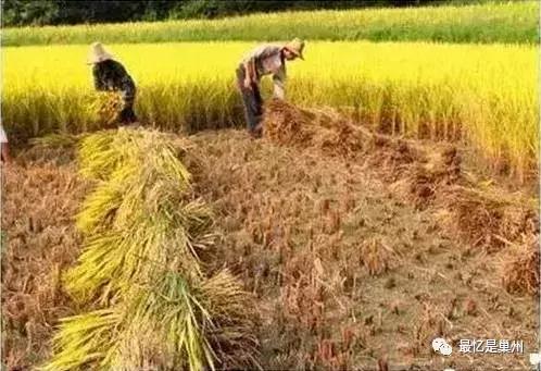 梦见稻谷黄了还没收割，这是不是预示着今年收成不好呢？