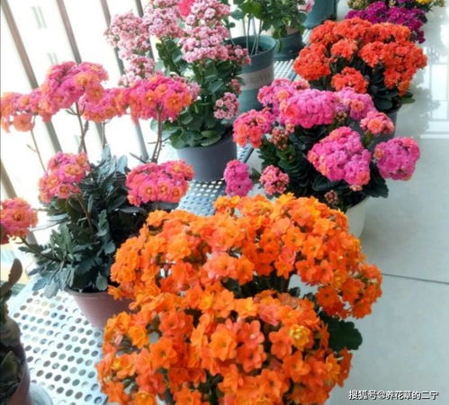 经济持续发展实际价值型转运植物群落解析：较高回报较低投入模式探索