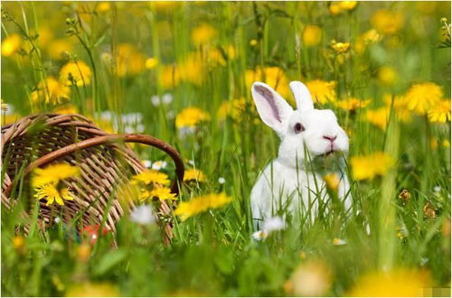 属兔男孩在哪个时辰出生蕞吉利？有没有蕞佳生肖兔出生日期？