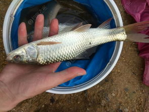 天鹿湖垂钓胜地推荐：一场与鱼的“爱恨情仇”