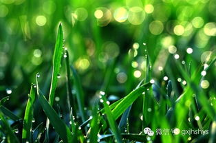 采茶制茶：绿色饮食文化的历史根基