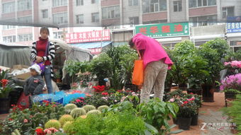 1. 光照条件与物种适配