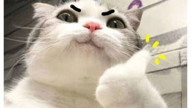 1. 生肖羊：温顺、 善良