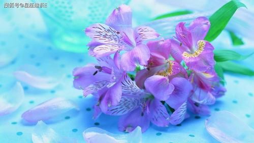 处女座：强迫症晚期，恋爱全靠挑刺