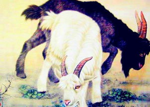 2026年属羊女性全年运势及12月份具体运程分别如何？