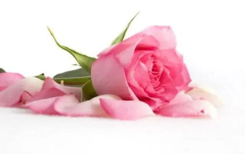 白玫瑰的花语究竟代表了怎样的深情与寓意？