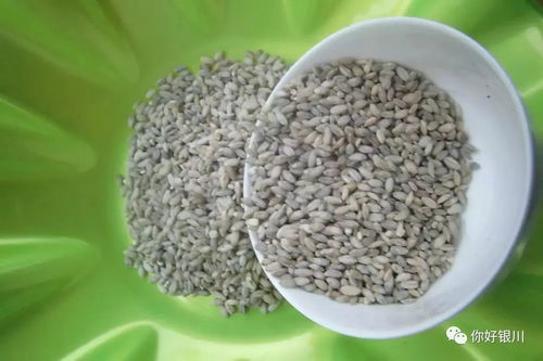 吃稞麦=家破人亡？厨房杀手速看！