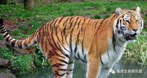 老虎的象征意义与五行属性