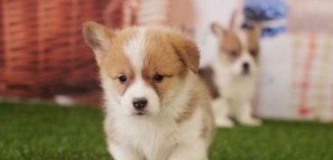 安吉慎怡堂山庄：自然与柯基的完美结合