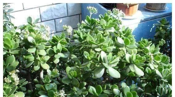 （二）氮磷钾复合肥