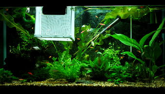 二、  鱼缸置位的基本原则：通风、光照与气场流动