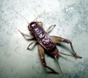 蟋蟀和蛐蛐分别代表哪个生肖？