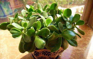 一、 植物特性及其在风水学中的象征意义