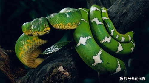 属蛇2026年9月财运如何，其财运与性格关系具体表现是什么？