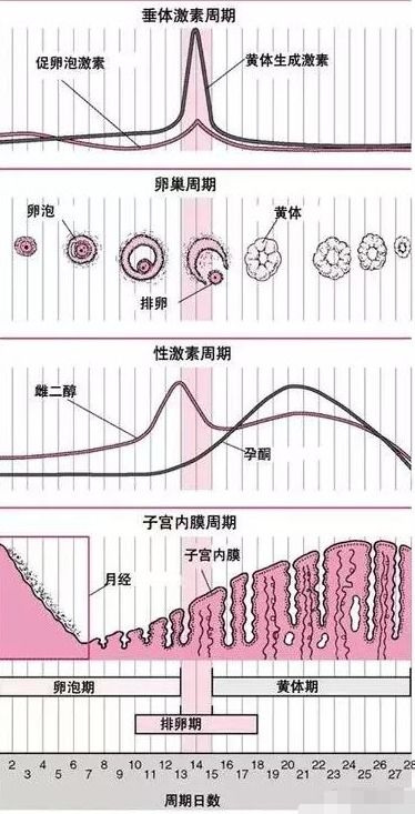 作用于月经周期的其他因素