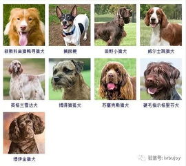 一、 依据犬只外形特征进行命名的传统方式方法