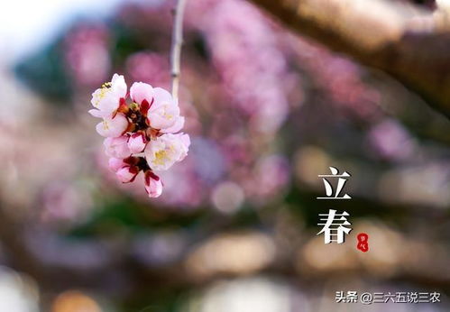 2025年乙巳年立春的五行气场分析