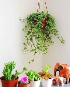 1．迷你罗汉松（Pinus bungeana）