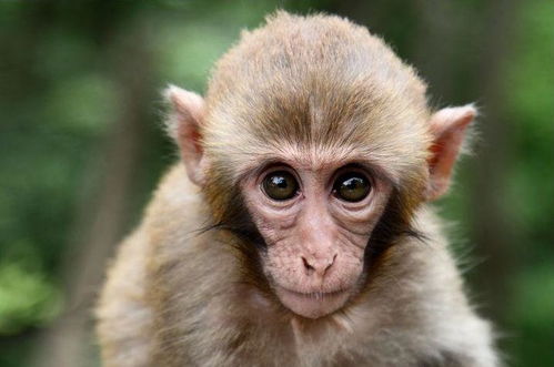 2026年属猴人的桃花运和正缘运势具体表现是怎样的？