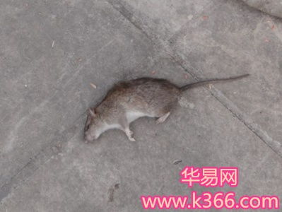 梦见自己把野兔打死了这预示着什么？是吉是凶？