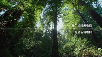 惯与森林氧吧的谎言